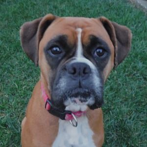 Meet your Posher, Bella